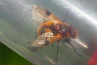 Volucella inflata
