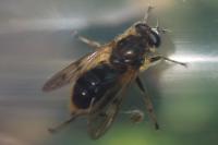 Chalcosyrphus eunotus