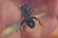 Chalcosyrphus eunotus