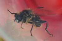 Chalcosyrphus eunotus