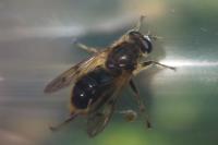 Chalcosyrphus eunotus