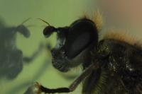 Chalcosyrphus eunotus