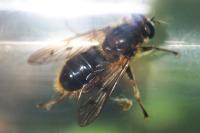 Chalcosyrphus eunotus