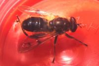 Chalcosyrphus eunotus