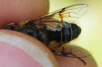 Eristalis horticola
