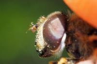 Eristalis horticola
