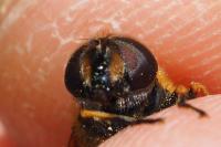 Eristalis horticola
