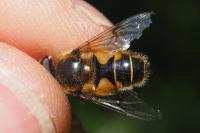 Eristalis horticola
