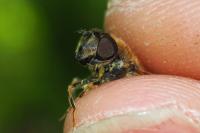 Eristalis pertinax