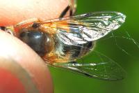 Eristalis pertinax