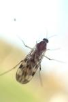 Sylvicola