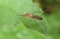 Aedes vexans