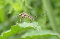 Aedes vexans