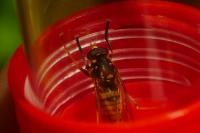 Temnostoma meridionale