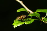 Myathropa florea