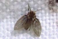 Philosepedon humeralis