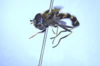Syrphus nitidifrons