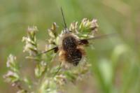 Bombylius cruciatus