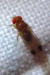 Drosophila suzukii