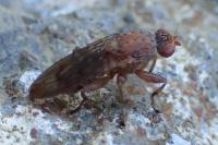 Suillia gigantea