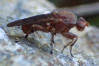 Suillia gigantea