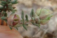 Bayeriola thymicola