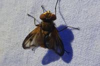 Ectophasia crassipennis