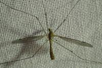 Tipula