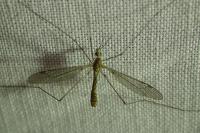 Tipula