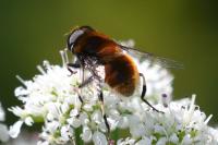 Eristalis intricaria