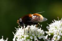 Eristalis intricaria