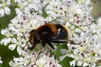 Eristalis intricaria