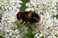 Eristalis intricaria