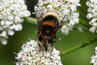 Eristalis intricaria