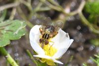 Eurimyia lineata