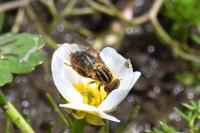Eurimyia lineata