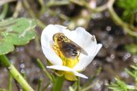 Eurimyia lineata