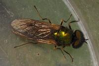 Chloromyia formosa