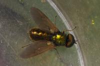 Chloromyia formosa