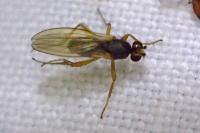 Lonchoptera lutea
