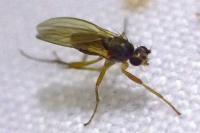 Lonchoptera lutea