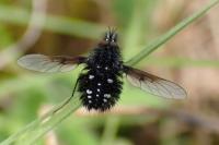 Bombylella atra