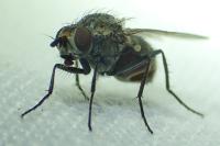 Anthomyiidae