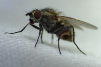 Anthomyiidae