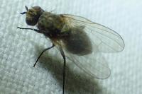 Anthomyiidae