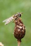 Eupeodes corollae