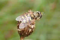 Eupeodes corollae