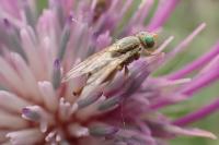 Terellia longicauda