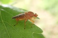 Scathophaga