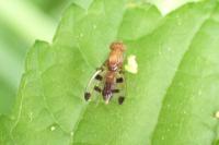 Geomyza tripunctata